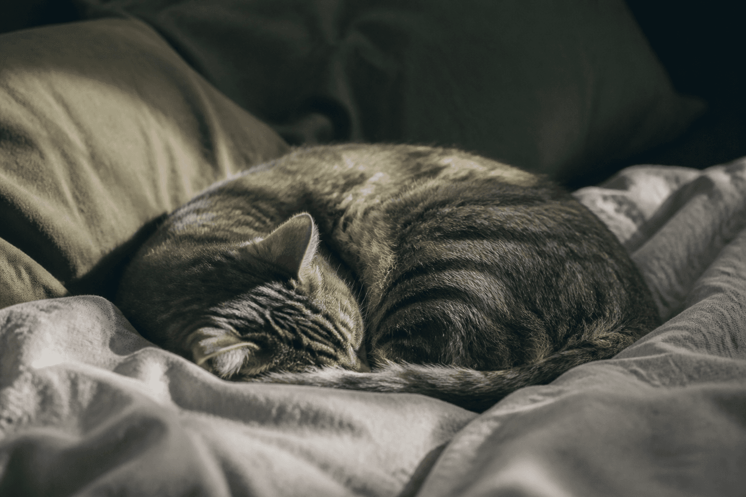 Un chat tigré dort en boule sur une couverture en lin